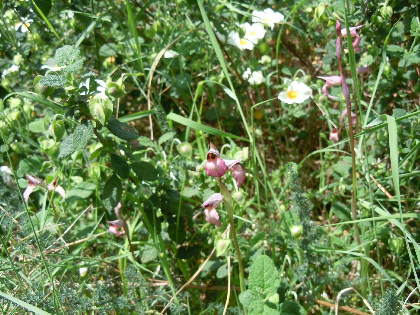 Monte Nuovo (NA) - Serapias lingua